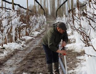 Severe frost may lead to food inflation, force import of fruit