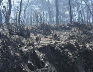 Eco-anxiety on rise among youth, children: Expert