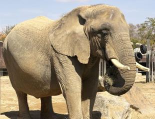Zoo helps elderly elephants age gracefully