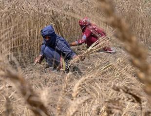 Heavy metals contaminate up to 17 pct of worlds arable land