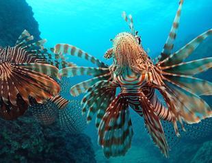 Türkiye, UNDP conclude 6-year project on invasive species