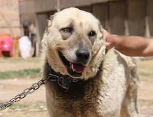 Climate shifts trigger adaptation woes for Türkiye’s iconic dog breed