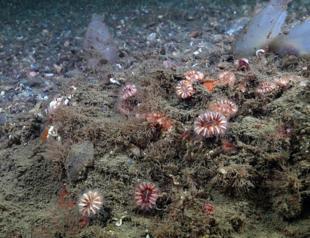 Marmara Sea witnesses Coral population boom