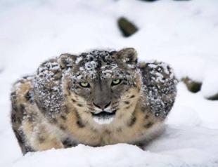 Survey estimates nearly 400 elusive snow leopards