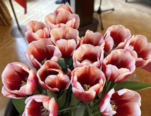 New tulip variety in Netherlands named Anatolia