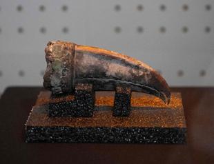 Remains of 5,000-year-old noblewoman found in Peru dig