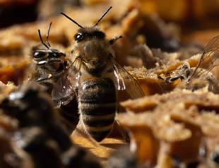 Austria trials DNA testing to uncover honey fraud