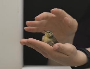 Blackcaps ringed in Ankara captured in Lebanon and Israel