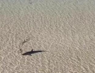 Locals rescue great white shark stranded in shallow water