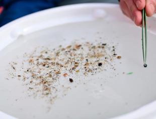 Microplastics in human brain surge nearly 50 pct in 8 years: Study