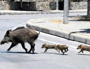 Wild boar alert prompts measures in tourist city