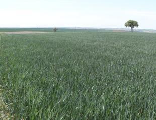 Türkiyes Thracian region may face its worst drought on record