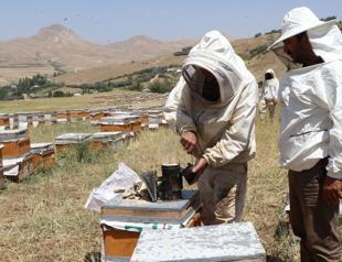 Beekeeping routes aim to boost tourism across Türkiye
