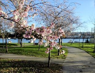 One in five people show allergic symptoms in Türkiye