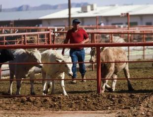 US restricting Mexico livestock imports over pest control row