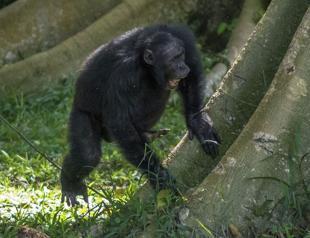 Chimpanzees drum rhythmically to communicate