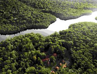 Record decrease in Brazil deforestation in 2024: Report