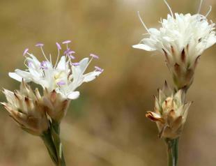 Unique treasure: Anatolian plant legacy