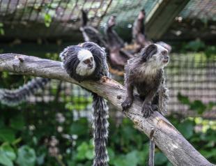 Tiny-tailed residents of Bursa Zoo