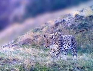 Officials in talks with scientists to boost Anatolian leopard numbers