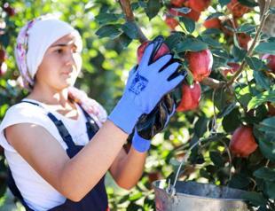 Vegetable and fruit production forecast to decline in 2025