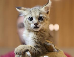 Endangered cat cub receives special care