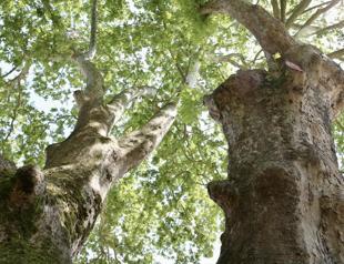 Monumental trees in northwestern city stand test of time