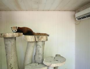 Red pandas moved to air-conditioned rooms