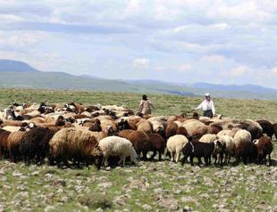 Türkiye launches major livestock support project to boost sustainable production