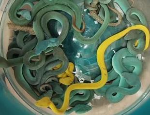 Indian caught at airport with venomous vipers