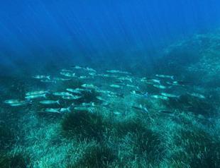 Leaders head to France for UN summit on oceans