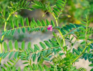 Authorities to promote drought-resilient landscaping