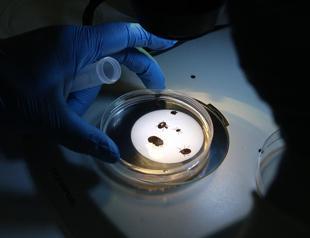 Türkiye identifies new tick species with high transmission risk