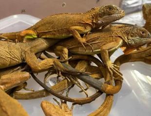 Indian smuggler stopped with possums, lizards