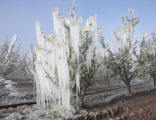 Impact of agricultural frost may last for up to 3 years: Report