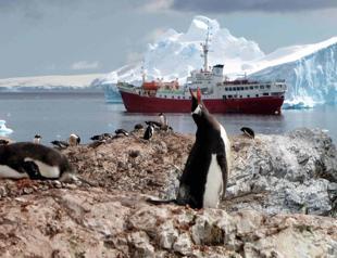 Emperor penguin populations declining faster than expected