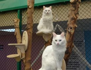 Dedicated center welcomes new litter of Van kittens