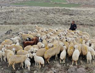 Türkiye opens door to foreign shepherds amid labor shortage