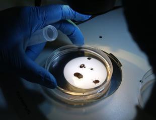 Türkiye set to release partridges to fight tick-borne diseases