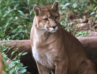 Sao Paulos pumas under attack as urbanization threatens rainforest