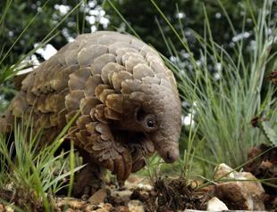 Pangolin, the worlds most trafficked mammal