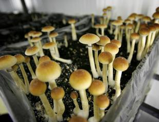 NZ approves medicinal use of magic mushrooms