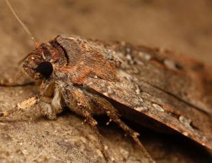 Australian moths use stars to navigate 1,000-kilometer journey