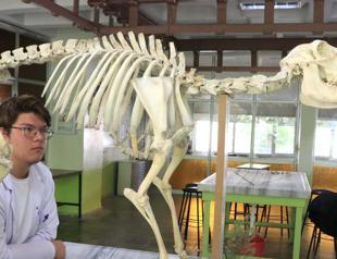 Skeletons made of animal bones go digital