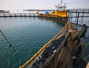 Turkish salmon gains ground overseas, backed by aquaculture know-how