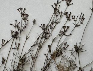 New endemic plant species discovered in Küre Mountains