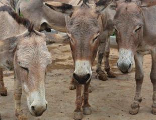 Six million donkeys slaughtered for Chinese medicine