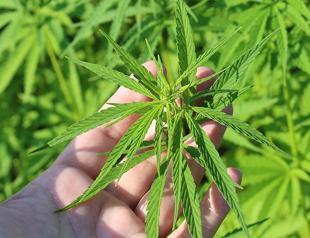 Türkiye to expand cannabis use to pharmaceutical sector