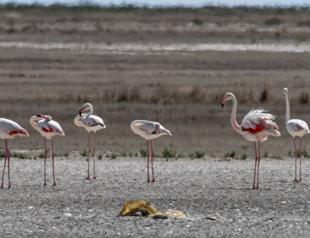 Drought shrinks flamingo numbers in Lake Tuz