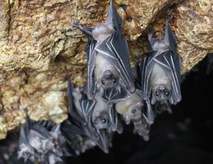Australian man dies from extremely rare bat bite virus